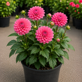 Dahlia