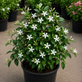 Star Jasmine (Trachelospermum Jasminoides)