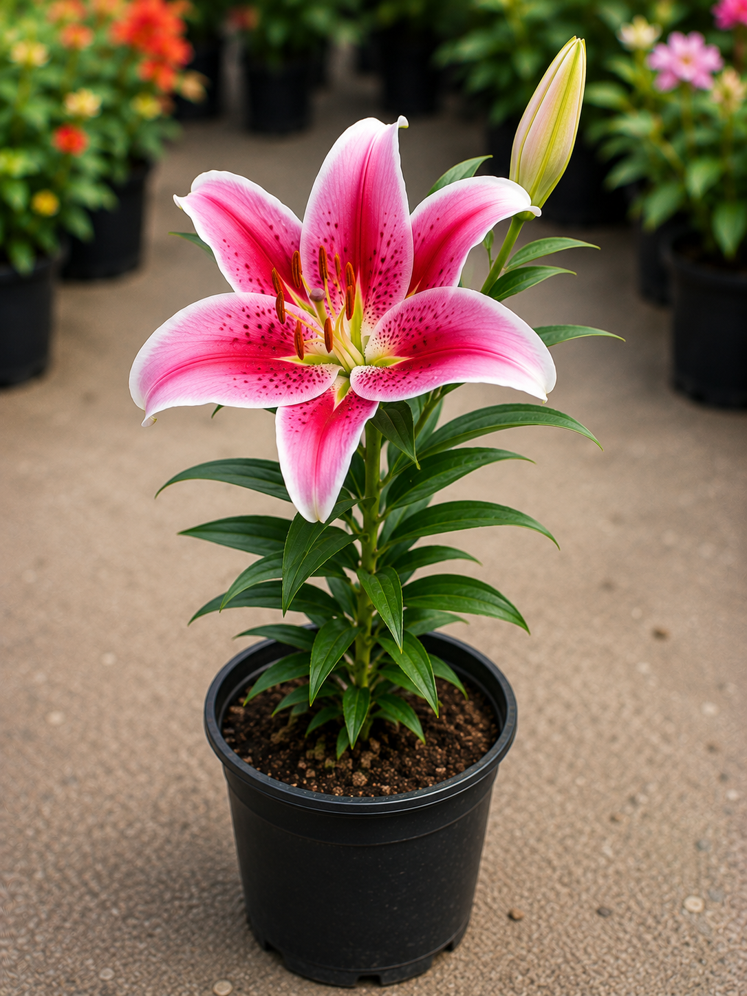 Lilium Lily