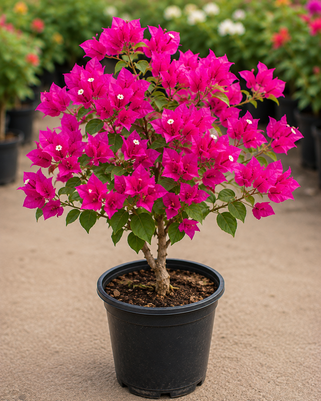 Bougainvillea Plant
