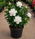 Gardenia
