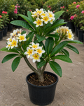 Plumeria (Frangipani) Plant