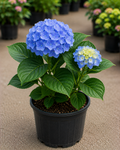 Hydrangea