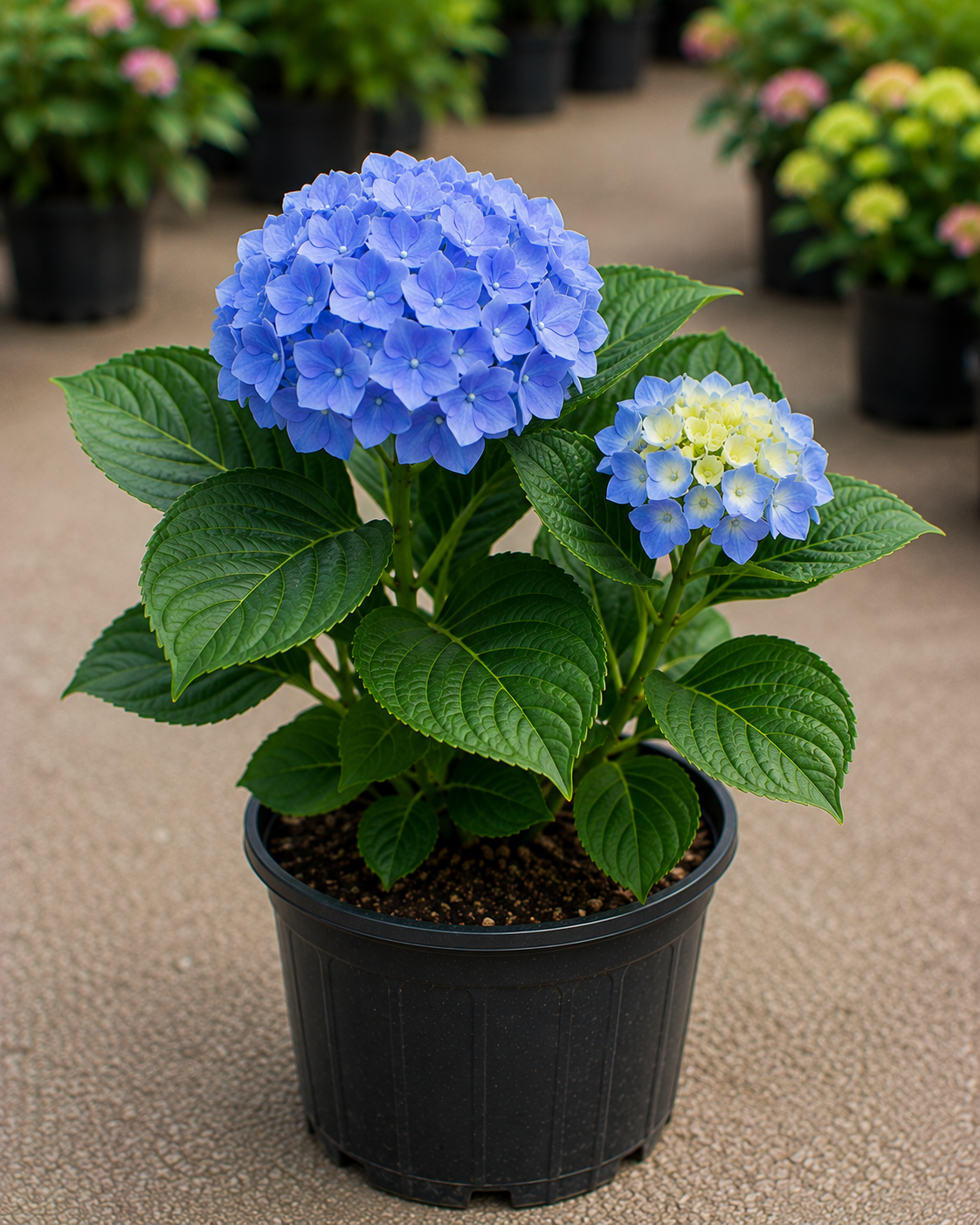 Hydrangea