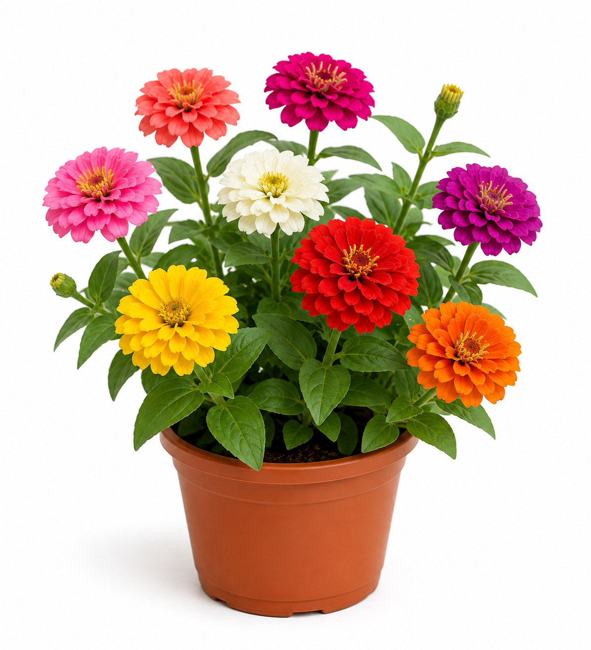 Zinnia Elegans Flowering Plant