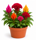 Celosia / Cockscomb Flowering Plant