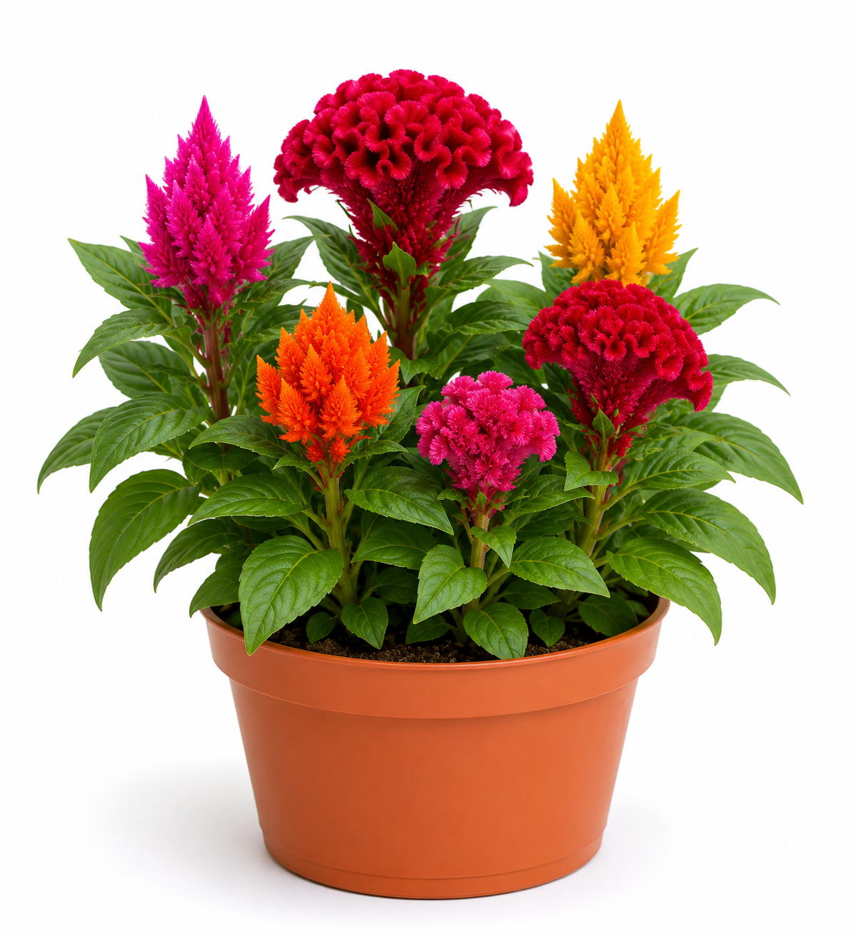 Celosia / Cockscomb Flowering Plant