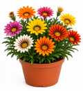 Gazania Flowering Plant