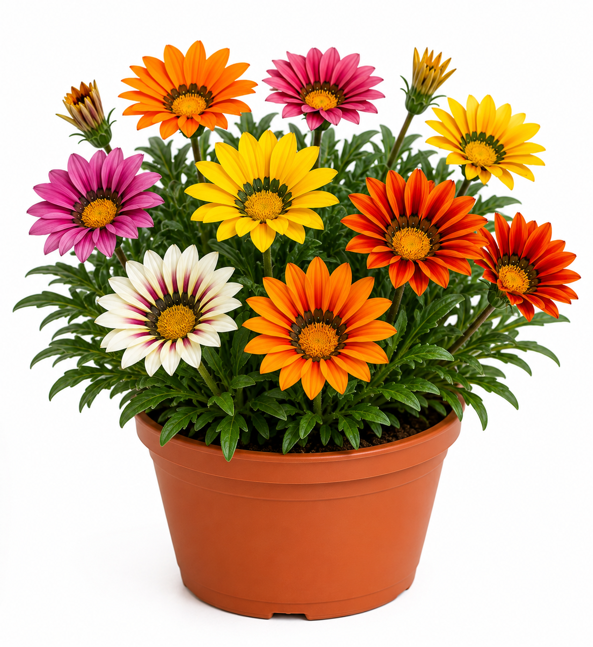 Gazania Flowering Plant