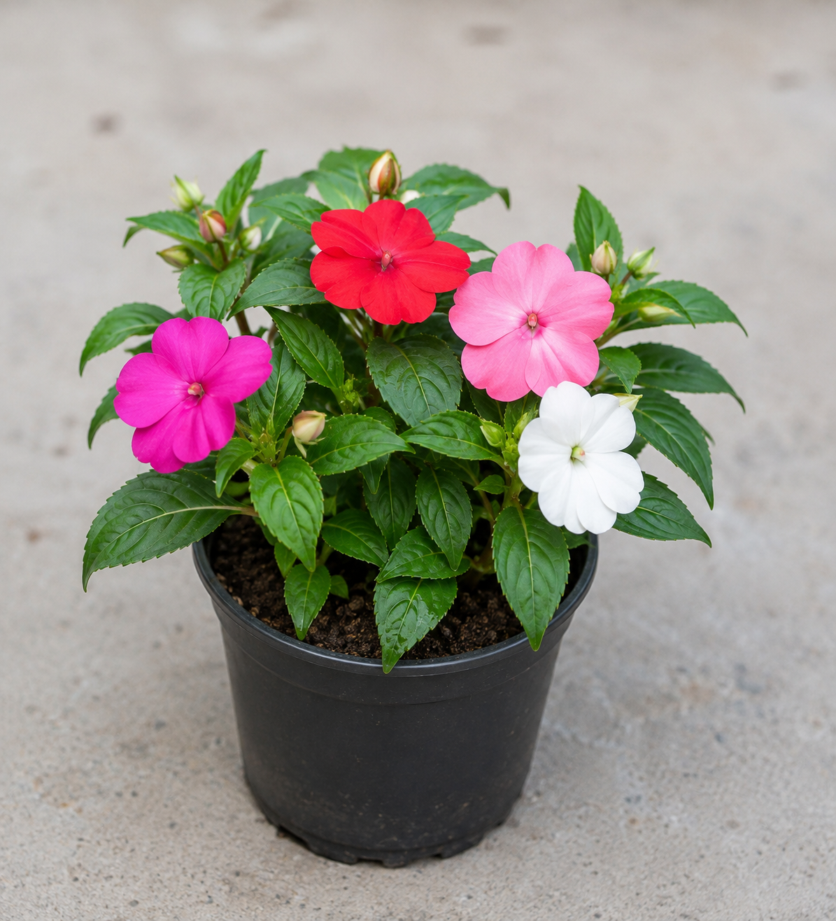 Impatiens (touch me not)