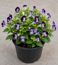 Torenia Fournieri (Wishbone Flower)
