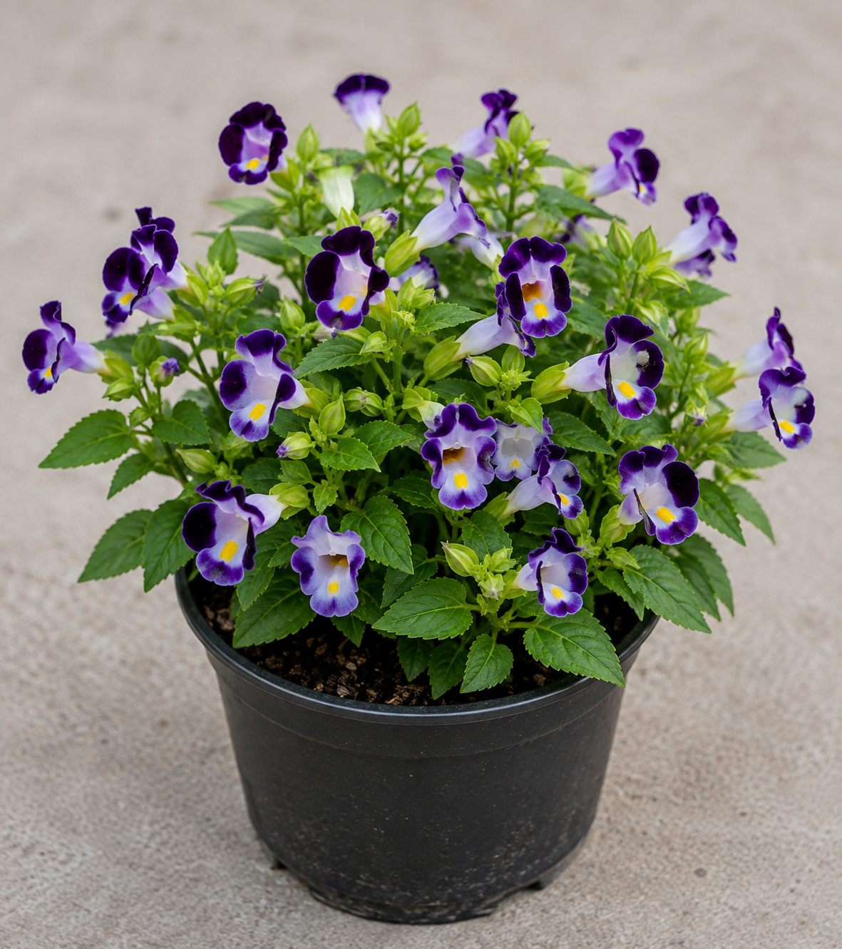 Torenia Fournieri (Wishbone Flower)