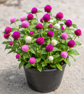 Gomphrena Globosa (Globe Amaranth)