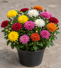 Chrysanthemum