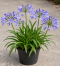 African Lily (Agapanthus)
