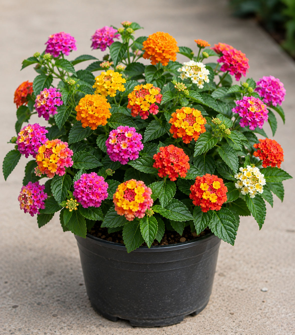 Lantana Camara