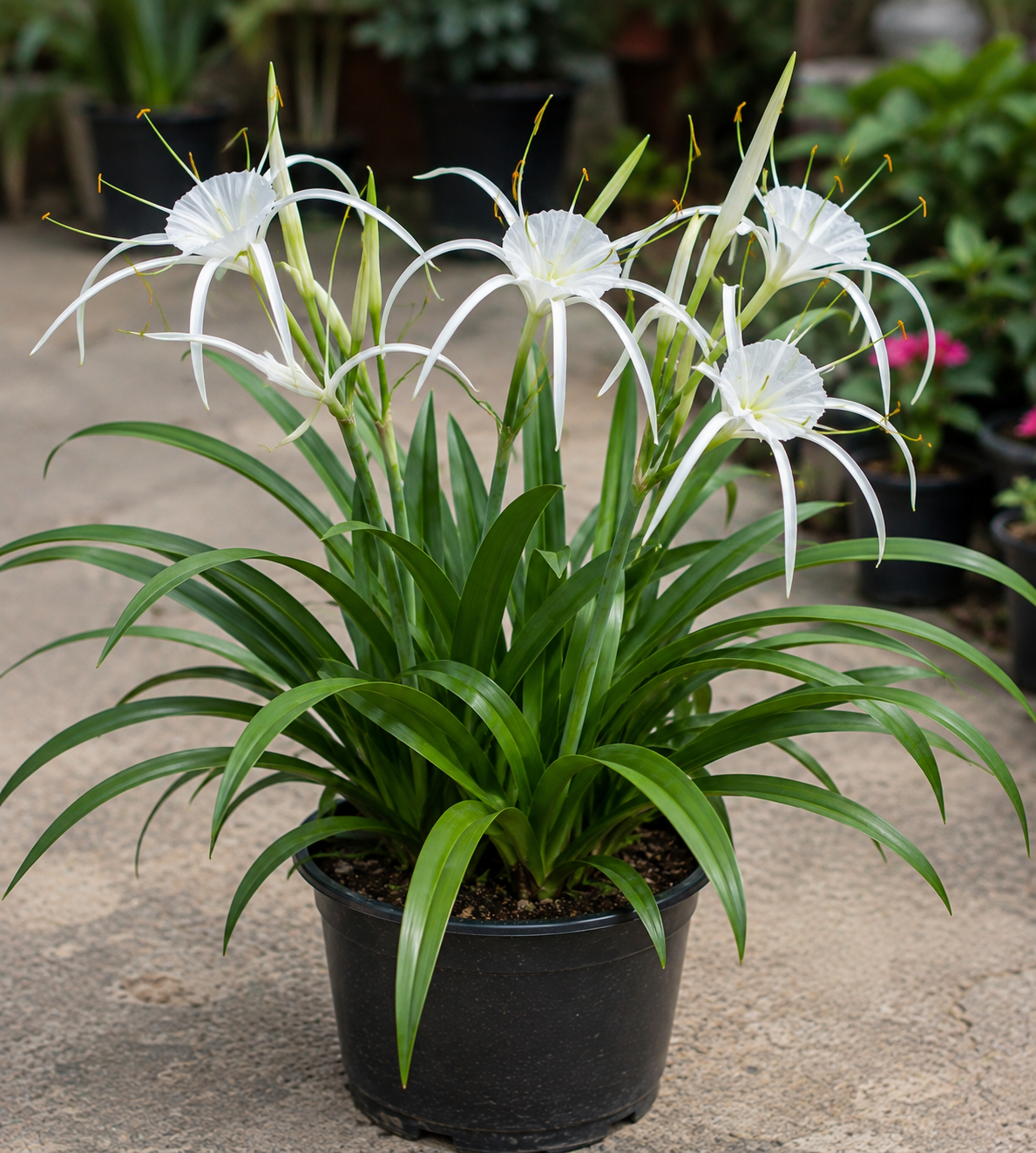 Spider Lily