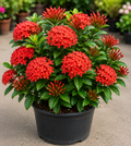 Ixora Coccinea