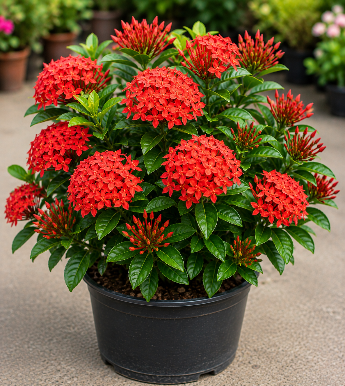 Ixora Coccinea