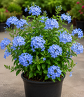 Plumbago (Cape Leadwort)