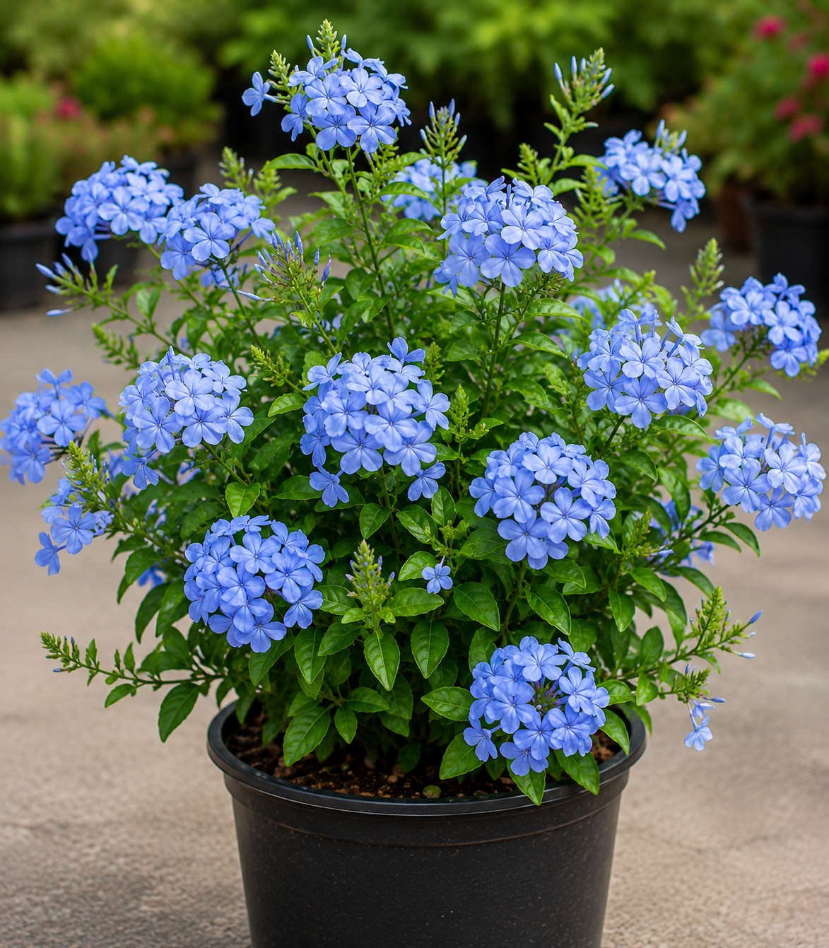 Plumbago (Cape Leadwort)
