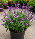 Salvia Leucantha (Mexican Bush Sage)