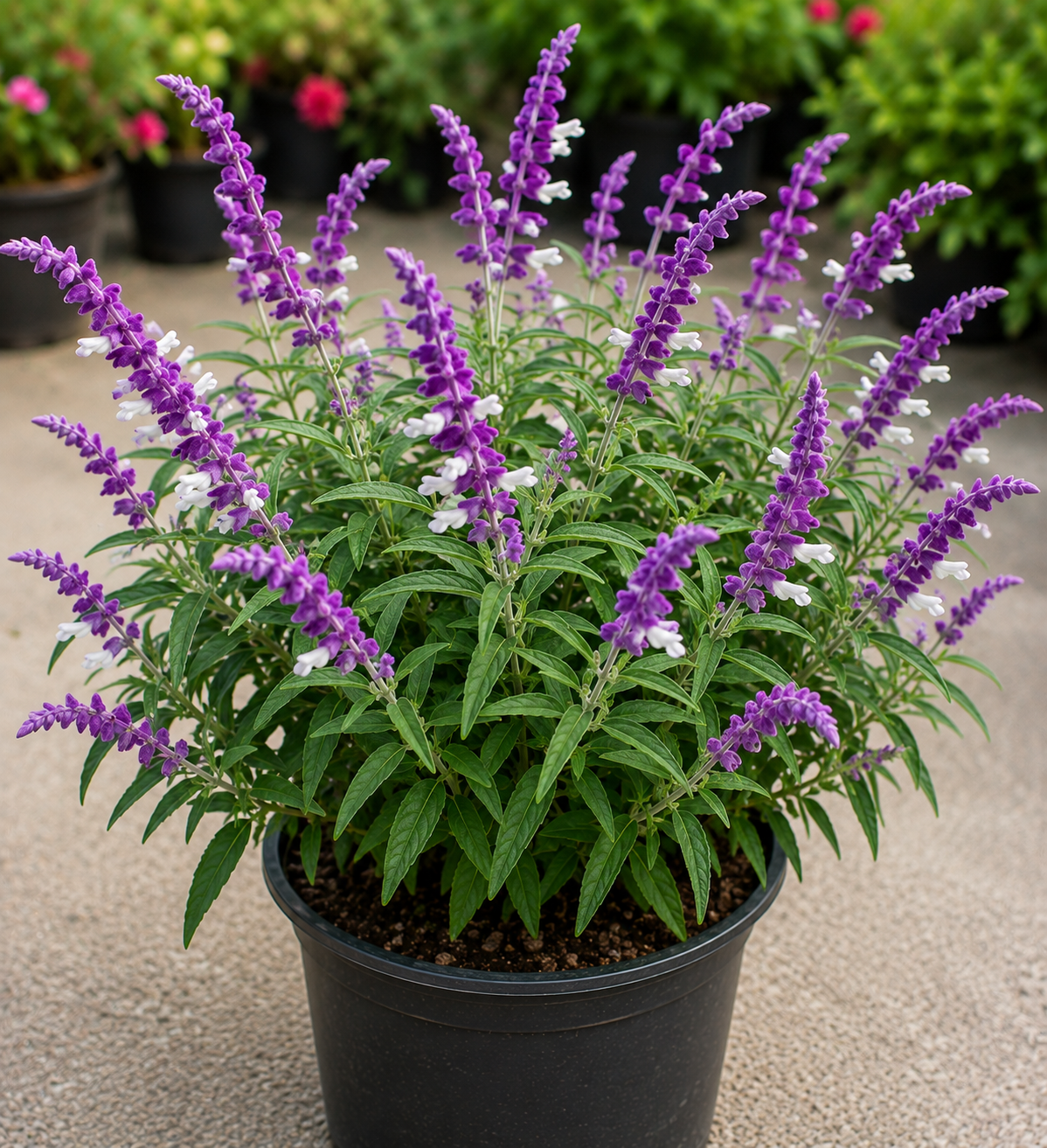 Salvia Leucantha (Mexican Bush Sage)