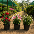 Assorted Rose, Lily & Jasmine – Set of 3 Flowering Plants